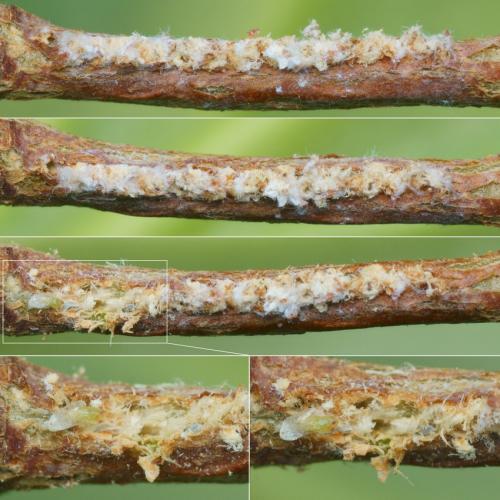 Ricania speculum